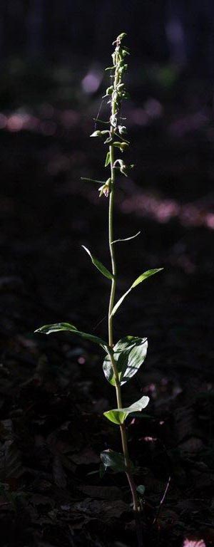 Epipactis calabrica \ Kalabrische Ständelwurz / Calabrian Helleborine (Locus classicus), I  Serra San Bruno, Ferdinandea 8.8.2013 (Photo: Helmut Presser)