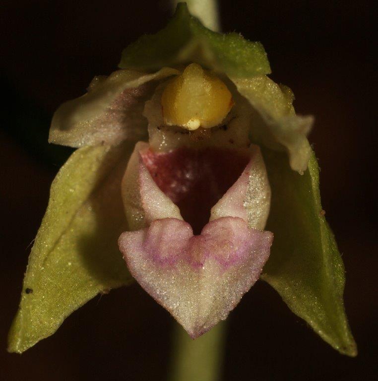 Epipactis calabrica \ Kalabrische Ständelwurz / Calabrian Helleborine (Locus classicus), I  Serra San Bruno, Ferdinandea 8.8.2013 (Photo: Helmut Presser)