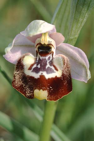 Ophrys candica \ Weißglanz-Ragwurz / Candia Bee Orchid, I  Tarent/Taranto 10.4.1999 