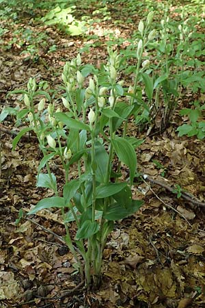 Cephalanthera damasonium \ Bleiches Waldvögelein, Weißer Waldvogel, I  Alpi Bergamasche, Zambla Alta 8.6.2017 