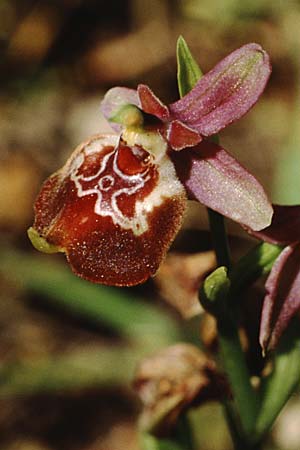 Ophrys oxyrrhynchos subsp. celiensis \ Apulische Schnabel-Ragwurz / Apulian Beak Bee Orchid, I  Apulien/Puglia, Martina Franca 11.5.1989 