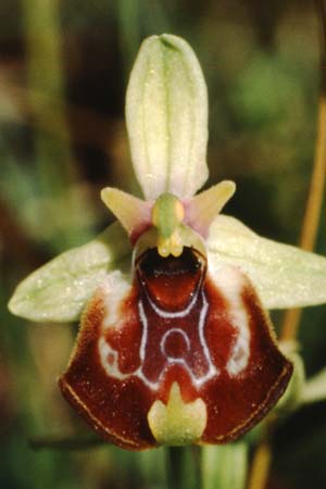 Ophrys oxyrrhynchos subsp. celiensis \ Apulische Schnabel-Ragwurz / Apulian Beak Bee Orchid, I  Apulien/Puglia, Martina Franca 11.5.1989 