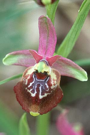 Ophrys oxyrrhynchos subsp. celiensis \ Apulische Schnabel-Ragwurz / Apulian Beak Bee Orchid, I  Apulien/Puglia Mottola 2.5.1998 
