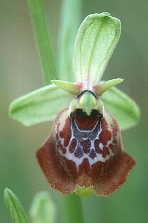 Ophrys oxyrrhynchos subsp. celiensis \ Apulische Schnabel-Ragwurz / Apulian Beak Bee Orchid, I  Apulien/Puglia Mottola 2.5.1998 