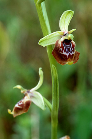 Ophrys oxyrrhynchos subsp. celiensis \ Apulische Schnabel-Ragwurz / Apulian Beak Bee Orchid, I  Apulien/Puglia Mottola 2.5.1998 