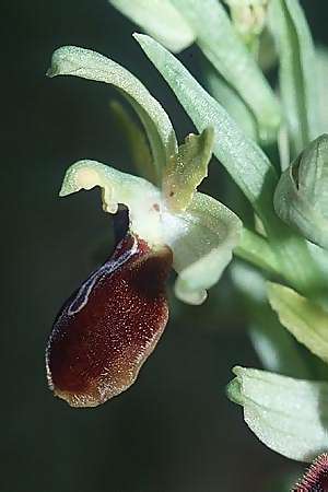 Ophrys cilentana \ Cilento-Ragwurz, I  Cilento, Palinuro 16.3.2002 