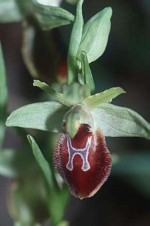 Ophrys cilentana \ Cilento-Ragwurz / Cilento Bee Orchid, I  Cilento, Palinuro 16.3.2002 