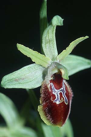 Ophrys cilentana \ Cilento-Ragwurz / Cilento Bee Orchid, I  Cilento, Palinuro 16.3.2002 