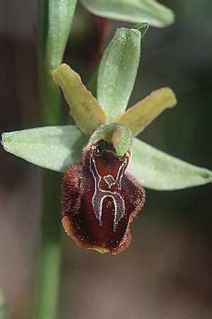 Ophrys cilentana, I  Cilento, Palinuro 16.3.2002 