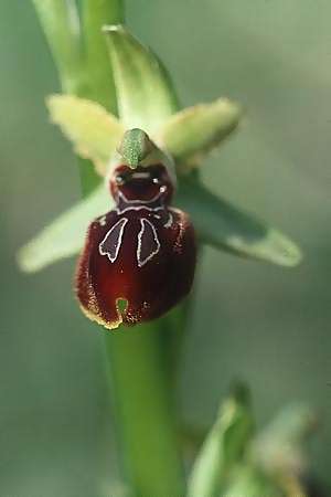 Ophrys araneola s.l. Napoli, I  Neapel/Naples 16.3.2002 