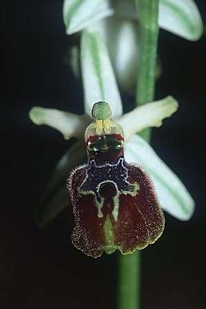 Ophrys exaltata subsp. tyrrhena \ Tyrrhenische Ragwurz, I  Neapel/Naples 16.3.2002 