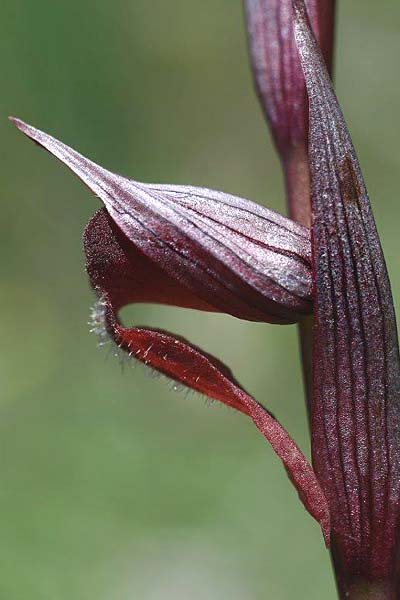 Serapias bergonii subsp. cilentana x vomeracea, I   Cilento, San Giacomo 4.6.2015 (Photo: Helmut Presser)