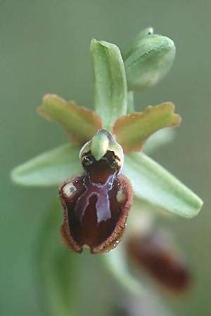 Ophrys classica \ Flotten-Ragwurz / Fleet Bee Orchid, I  Grosseto 13.4.2000 