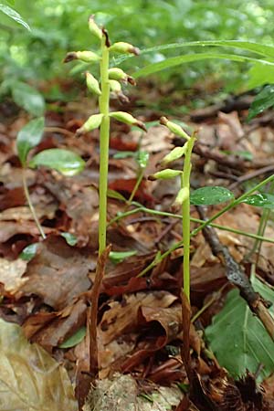 Corallorrhiza trifida \ Korallenwurz / Coral-root Orchid, I  Alpi Bergamasche, Seriana-Valpiana 6.6.2017 