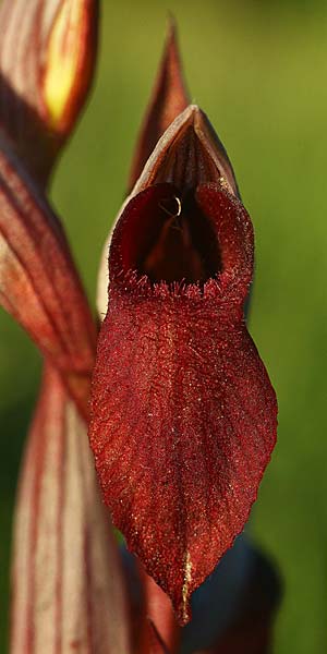 Serapias cordigera subsp. lucana \ Lukanischer Zungenständel (Locus classicus), I  Basilicata, Satriano di Lucania 29.5.2015 (Photo: Helmut Presser)