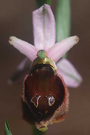 Ophrys crabronifera \ Hornissen-Ragwurz, I  Marina di Castagneto 28.3.1998 