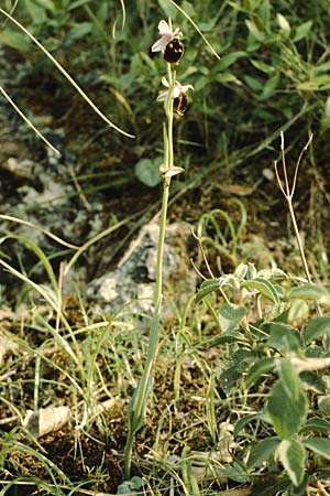 Ophrys crabronifera \ Hornissen-Ragwurz / Hornet Ophrys, I  Monte Argentario 3.5.1989 