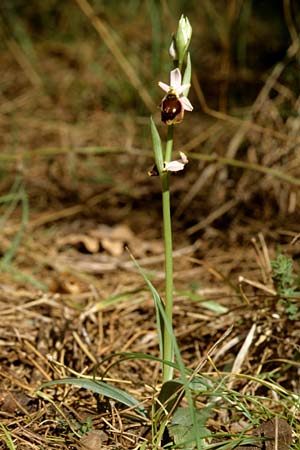 Ophrys crabronifera \ Hornissen-Ragwurz / Hornet Ophrys, I  Marina di Castagneto 28.3.1998 