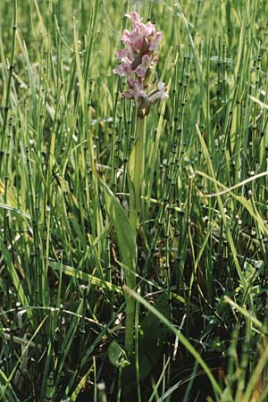 Dactylorhiza cruenta \ Blutrote Fingerwurz, Blutrotes Knabenkraut / Flecked Marsh Orchid, I  Corvara 29.7.1990 