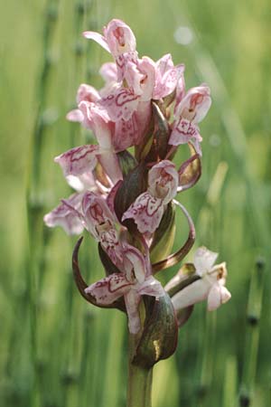 Dactylorhiza cruenta \ Blutrote Fingerwurz, Blutrotes Knabenkraut / Flecked Marsh Orchid, I  Corvara 29.7.1990 