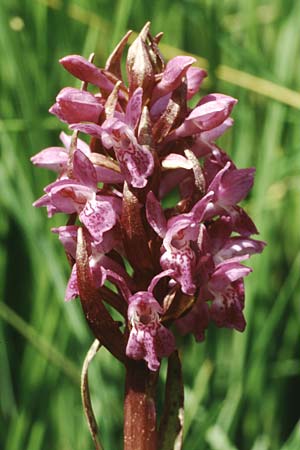 Dactylorhiza cruenta \ Blutrote Fingerwurz, Blutrotes Knabenkraut / Flecked Marsh Orchid, I  Corvara 4.7.1993 