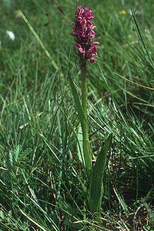 Dactylorhiza cruenta \ Blutrote Fingerwurz, Blutrotes Knabenkraut / Flecked Marsh Orchid, I  Corvara 4.7.1993 
