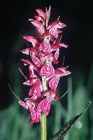 Coeloglossum viride x Dactylorhiza alpestris, I   Rochemolles 15.6.2003 