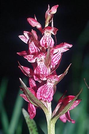 Coeloglossum viride x Dactylorhiza alpestris, I   Rochemolles 15.6.2003 