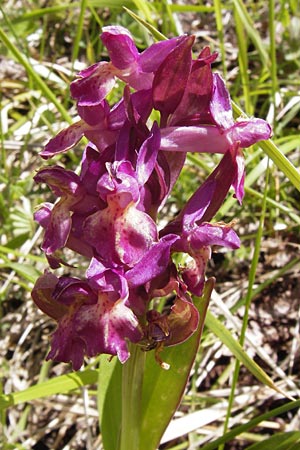 Dactylorhiza sambucina \ Holunder-Fingerwurz, Holunder-Knabenkraut / Elder-flower Orchid, Adam-and-Eve, I  Liguria, Molini di Triora 26.5.2013 