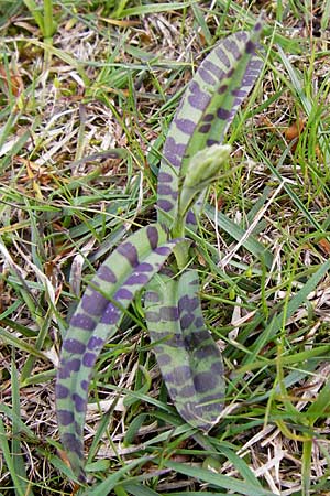 Dactylorhiza fuchsii \ Fuchssche Fingerwurz, Fuchssches Knabenkraut / Common Spotted Orchid, I  Liguria, Monte Beigua 24.5.2013 