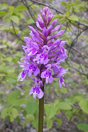 Dactylorhiza fuchsii / Common Spotted Orchid, I  Liguria, Loano 28.5.2013 