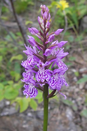 Dactylorhiza fuchsii / Common Spotted Orchid, I  Liguria, Loano 28.5.2013 