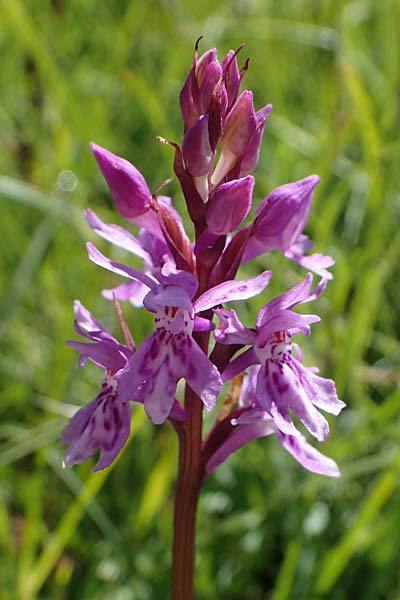 Dactylorhiza fuchsii / Common Spotted Orchid, I  Südtirol, Plätzwiese 5.7.2022 