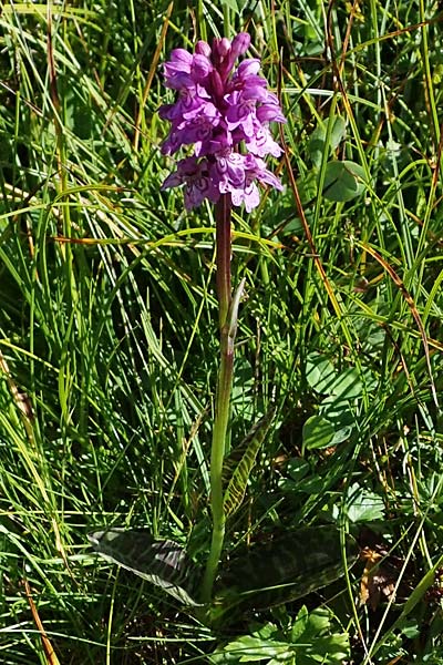 Dactylorhiza fuchsii / Common Spotted Orchid, I  Südtirol, Plätzwiese 5.7.2022 