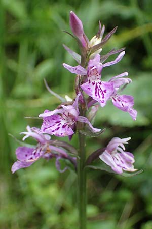 Dactylorhiza fuchsii / Common Spotted Orchid, I  Südtirol, Gsieser Tal 7.7.2022 