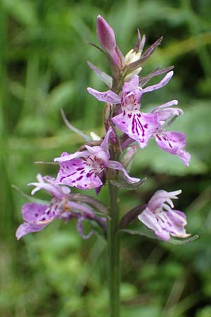 Dactylorhiza fuchsii \ Fuchssche Fingerwurz, Fuchssches Knabenkraut / Common Spotted Orchid, I  Südtirol, Gsieser Tal 7.7.2022 