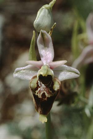 Ophrys dinarica \ Dinarische Ragwurz / Dinarian Orchid, I  Abruzzen/Abruzzo Montenero 13.5.1989 