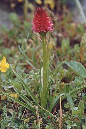 Nigritella dolomitensis \ Dolomiten-Kohlröschen / Dolomites Vanilla Orchid, I  Fanes 10.7.1999 