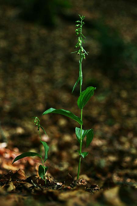 Epipactis garganica \ Gargano-Ständelwurz / Gargano Helleborine, I  Promontorio del Gargano, Foresta Umbra 25.7.2020 (Photo: Helmut Presser)
