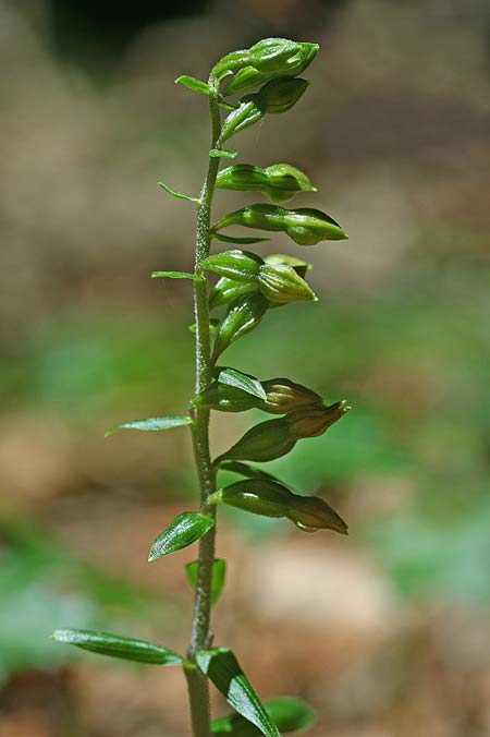 Epipactis garganica \ Gargano-Ständelwurz / Gargano Helleborine, I  Promontorio del Gargano, Foresta Umbra 25.7.2020 (Photo: Helmut Presser)
