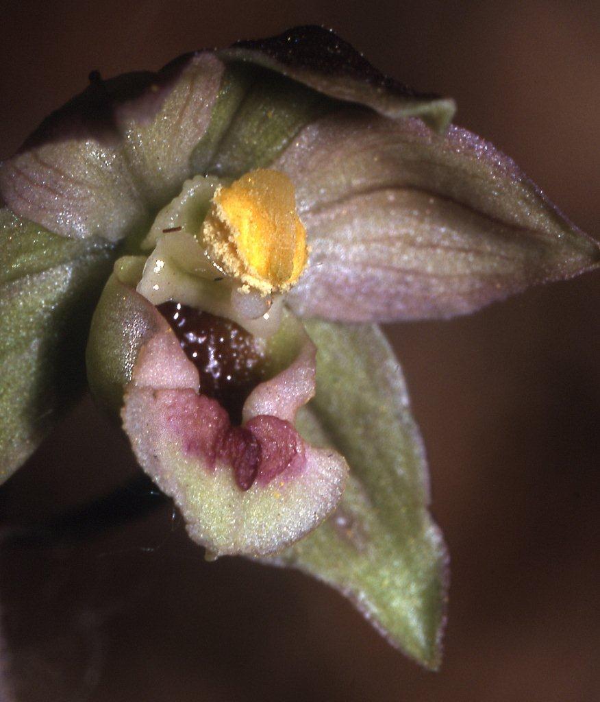 Epipactis meridionalis \ Südliche Ständelwurz / Southern Helleborine, I  Serra San Bruno, Ferdinandea 8.7.2000 (Photo: Helmut Presser)