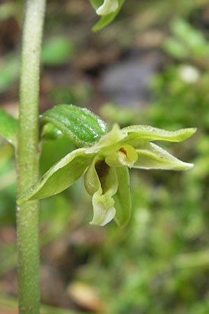 Epipactis autumnalis \ Herbst-Ständelwurz, I  Vicenza 31.7.2011 