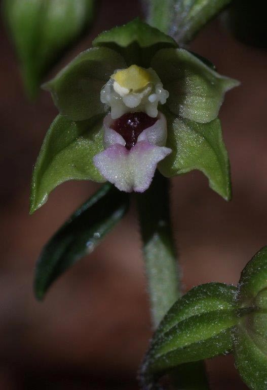 Epipactis etrusca \ Etruskische Ständelwurz (Locus classicus), I  Toscana, Monte Amiata 10.8.2013 (Photo: Helmut Presser)