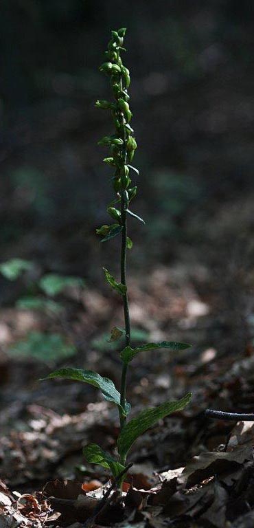 Epipactis etrusca \ Etruskische Ständelwurz (Locus classicus), I  Toscana, Monte Amiata 10.8.2013 (Photo: Helmut Presser)