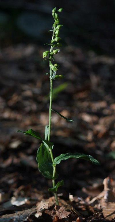 Epipactis etrusca \ Etruskische Ständelwurz (Locus classicus), I  Toscana, Monte Amiata 10.8.2013 (Photo: Helmut Presser)