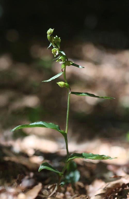 Epipactis etrusca \ Etruskische Ständelwurz / Etruscian Helleborine (Locus classicus), I  Toscana, Monte Amiata 10.8.2013 (Photo: Helmut Presser)