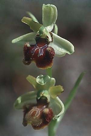 Ophrys sphegodes \ Spinnen-Ragwurz (s.l.), I  Prov. Cosenza, Sant'Agata di Esaro 9.5.1989 