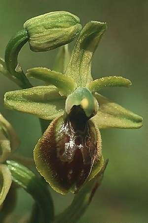 Ophrys exaltata subsp. exaltata \ Hochgewachsene Ragwurz / Raised Bee Orchid, I  Kalabrien/Calabria Spezzano 14.4.1992 (Photo: Helmut Presser)