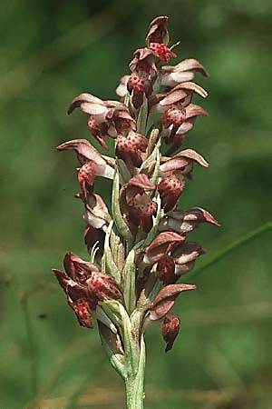 [click] Anacamptis coriophora subsp. fragrans, I   Gardasee, Manerba 3.6.1988 