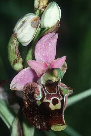 Ophrys fuciflora subsp. demangei \ Drome-Hummel-Ragwurz / Drome Late Spider Orchid (?), I  Liguria, Toirano 25.5.2001 